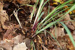 Purple sedge